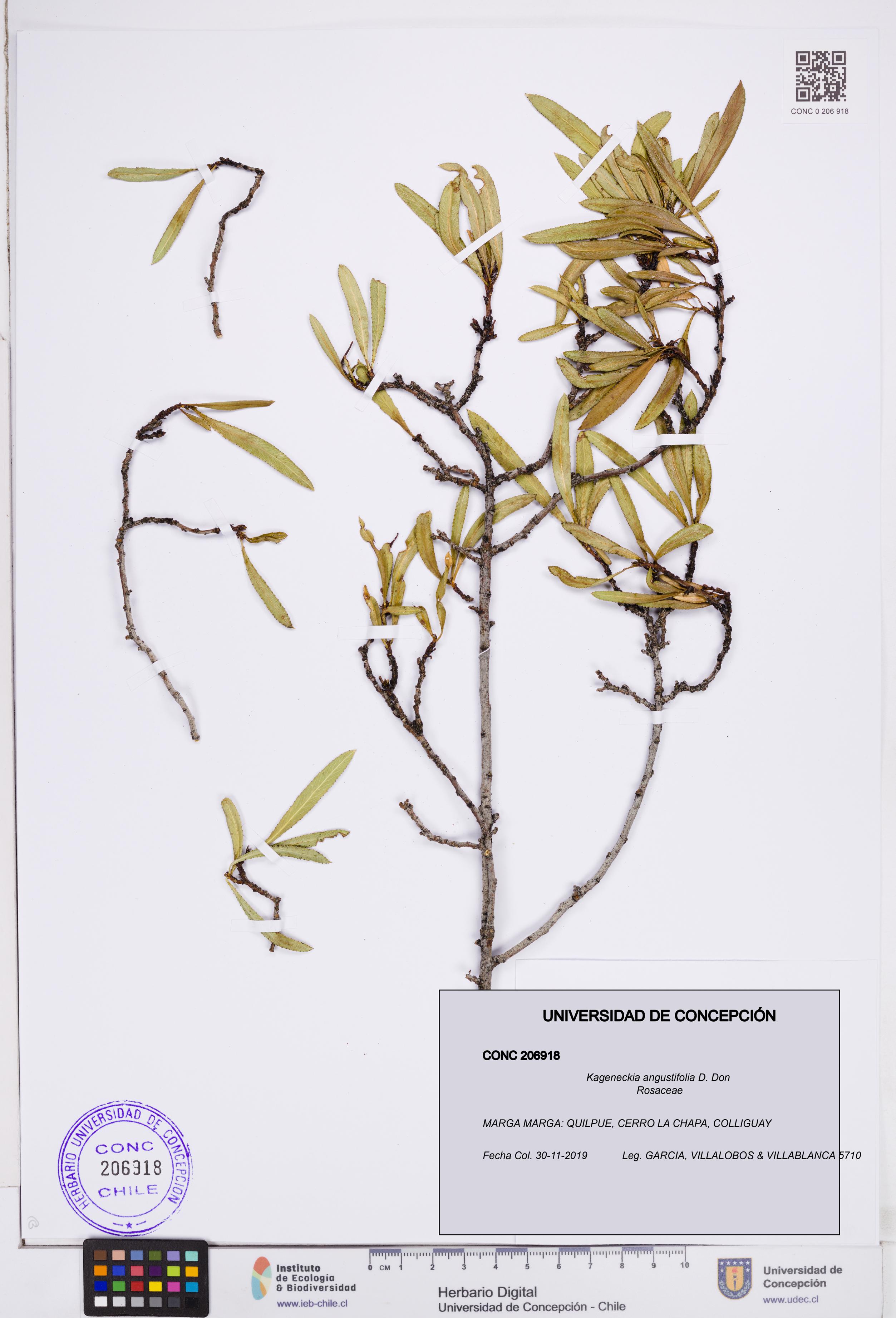 Kageneckia angustifolia [Espécimen: ]