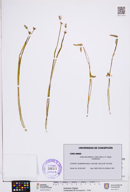 Oxalis bifurcatifolia [Espécimen: ]