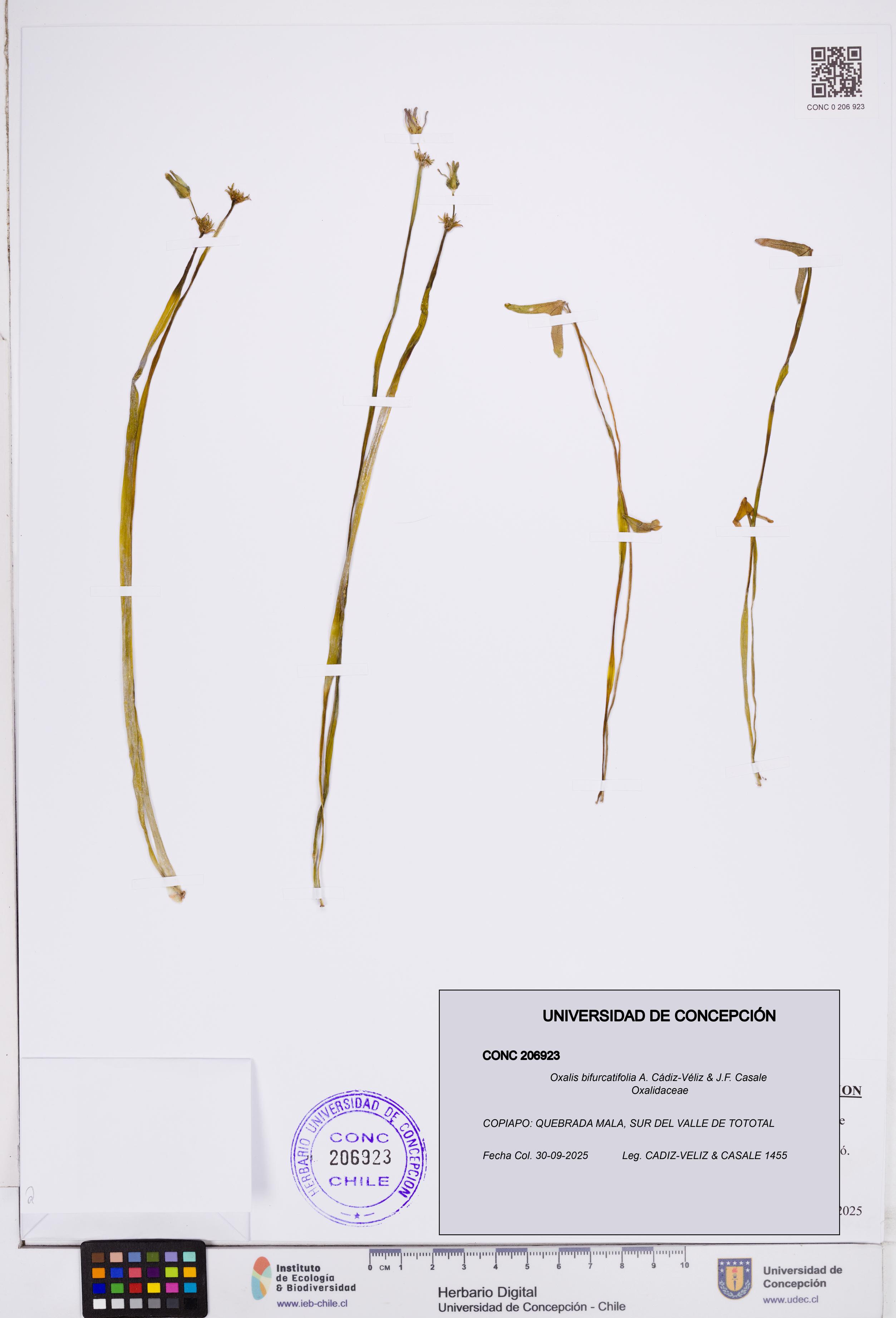Oxalis bifurcatifolia [Espécimen: ]