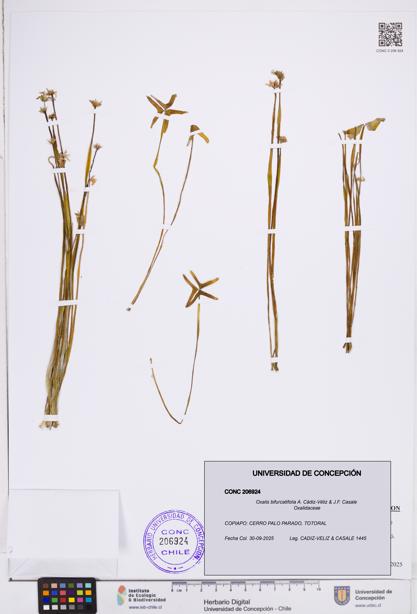 Oxalis bifurcatifolia [Espécimen: ]