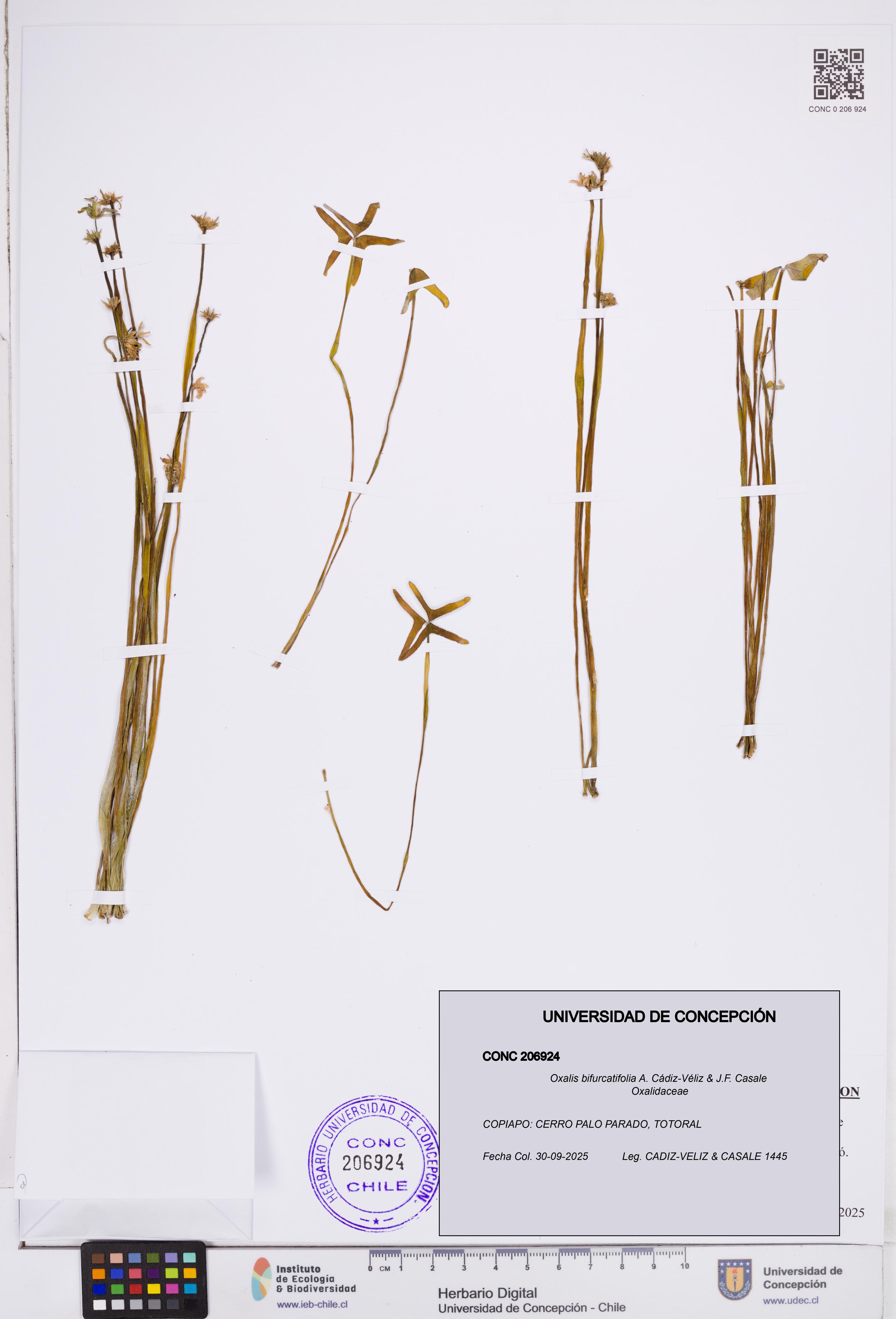 Oxalis bifurcatifolia [Espécimen: ]
