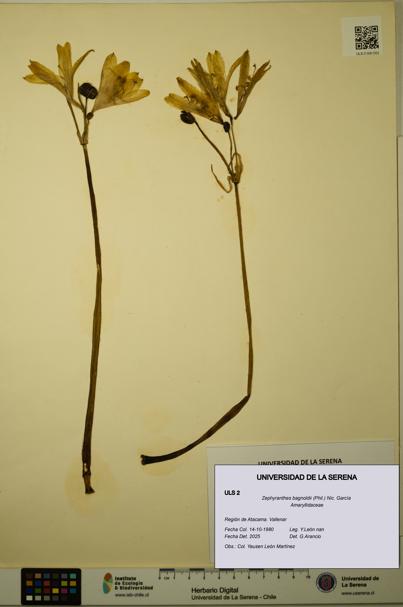 Zephyranthes bagnoldii [Espécimen: ULS:ULS:0000002]