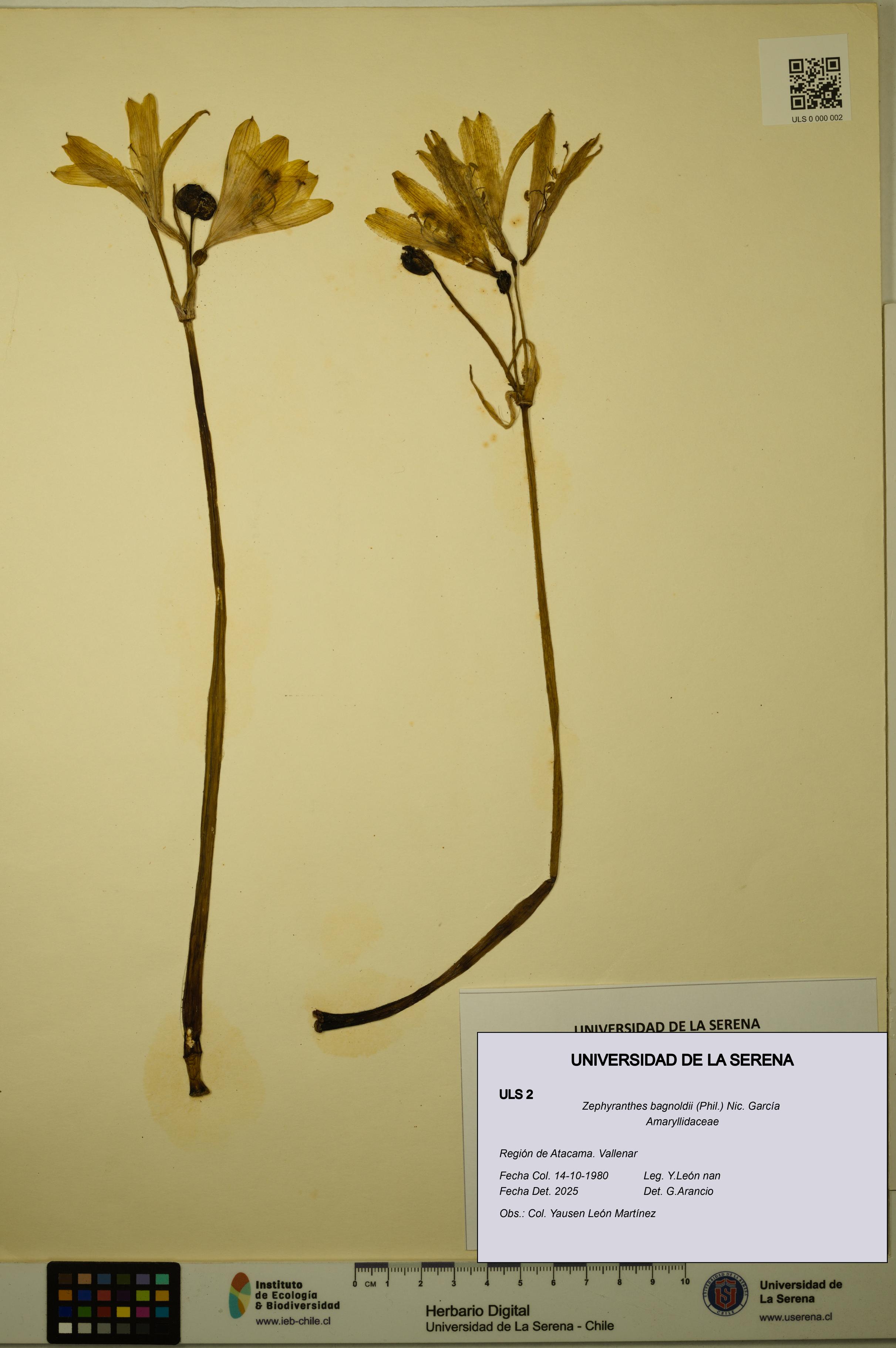 Zephyranthes bagnoldii [Espécimen: ULS:ULS:0000002]