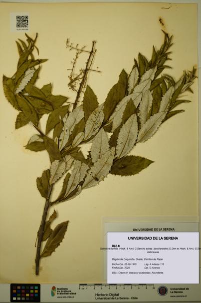 Spinoliva ilicifolia subsp. baccharoides [Espécimen: ULS:ULS:0000006]