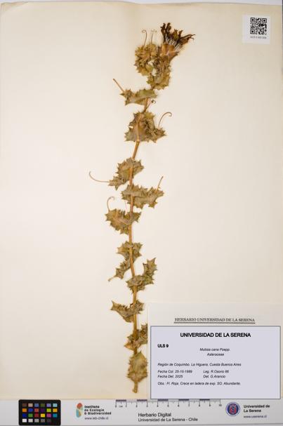 Mutisia cana [Espécimen: ULS:ULS:0000009]