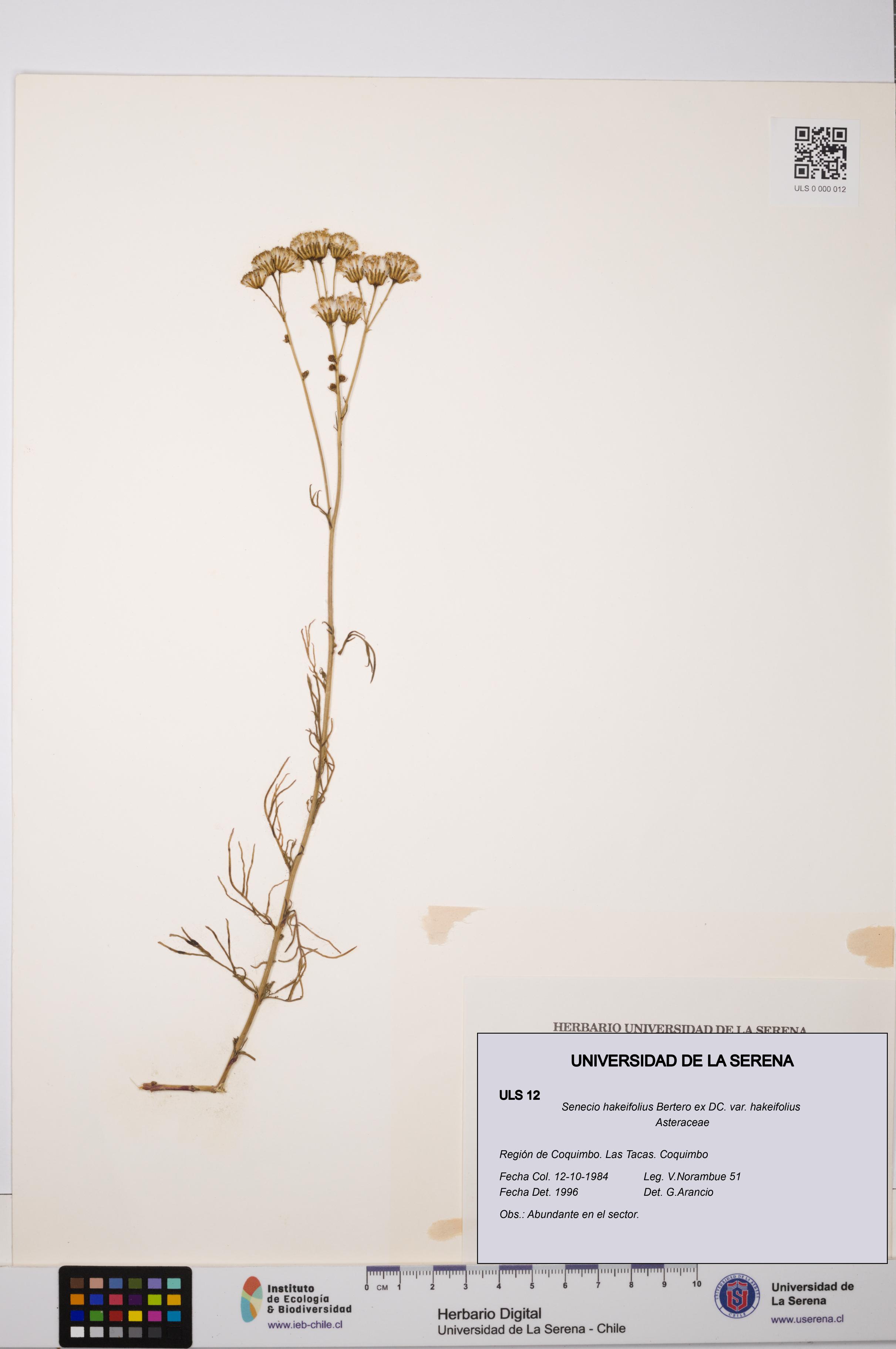 Senecio hakeifolius var. hakeifolius [Espécimen: ULS:ULS:0000012]