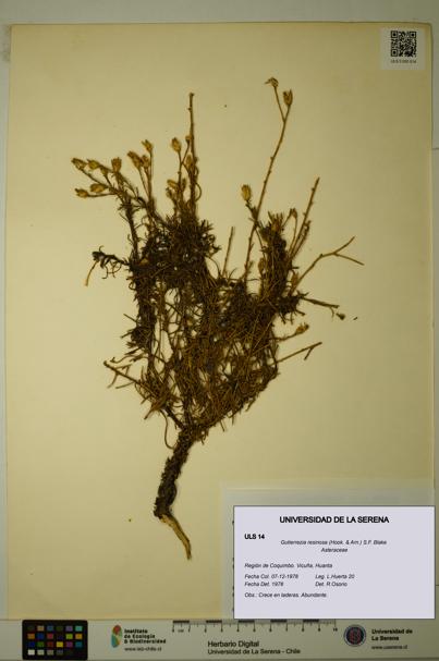 Gutierrezia resinosa [Espécimen: ]