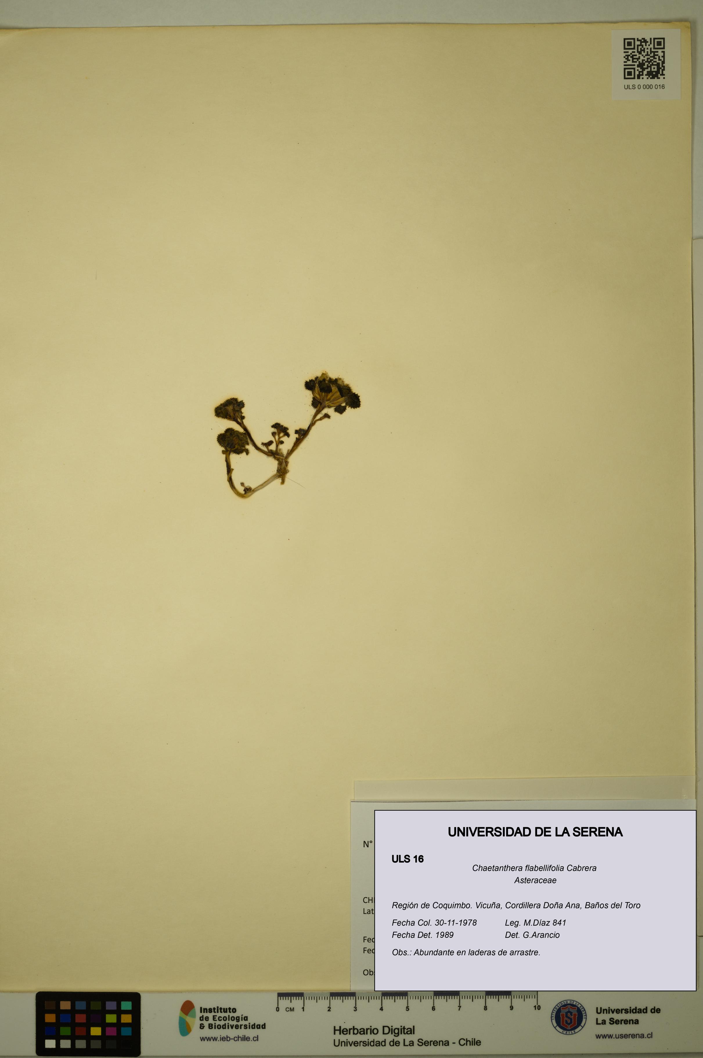 Chaetanthera flabellifolia [Espécimen: ULS:ULS:0000016]