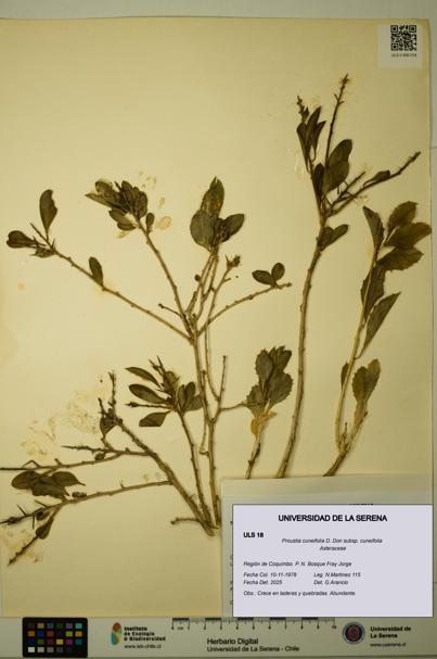 Proustia cuneifolia subsp. cuneifolia [Espécimen: ULS:ULS:0000018]