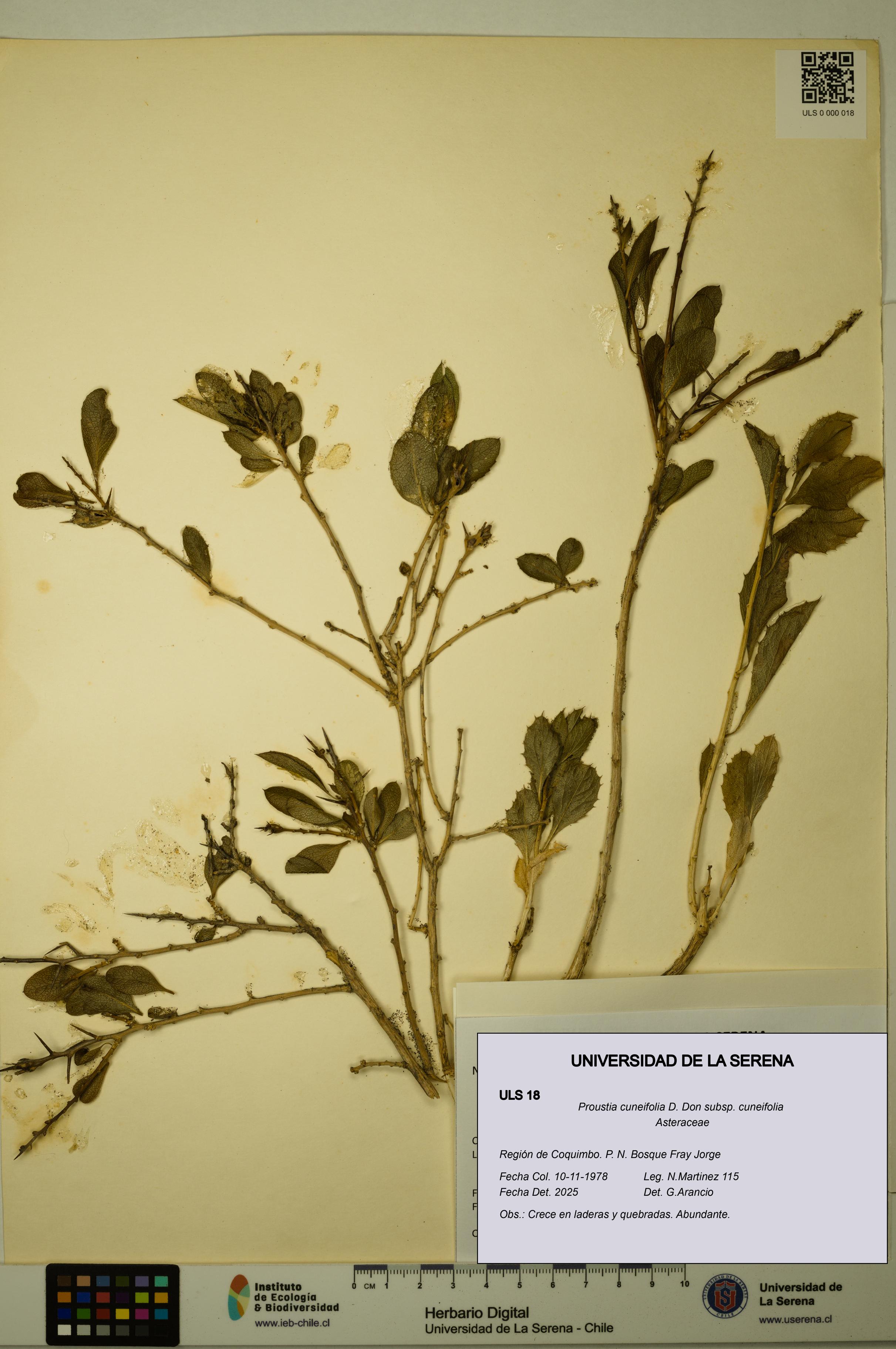 Proustia cuneifolia subsp. cuneifolia [Espécimen: ULS:ULS:0000018]