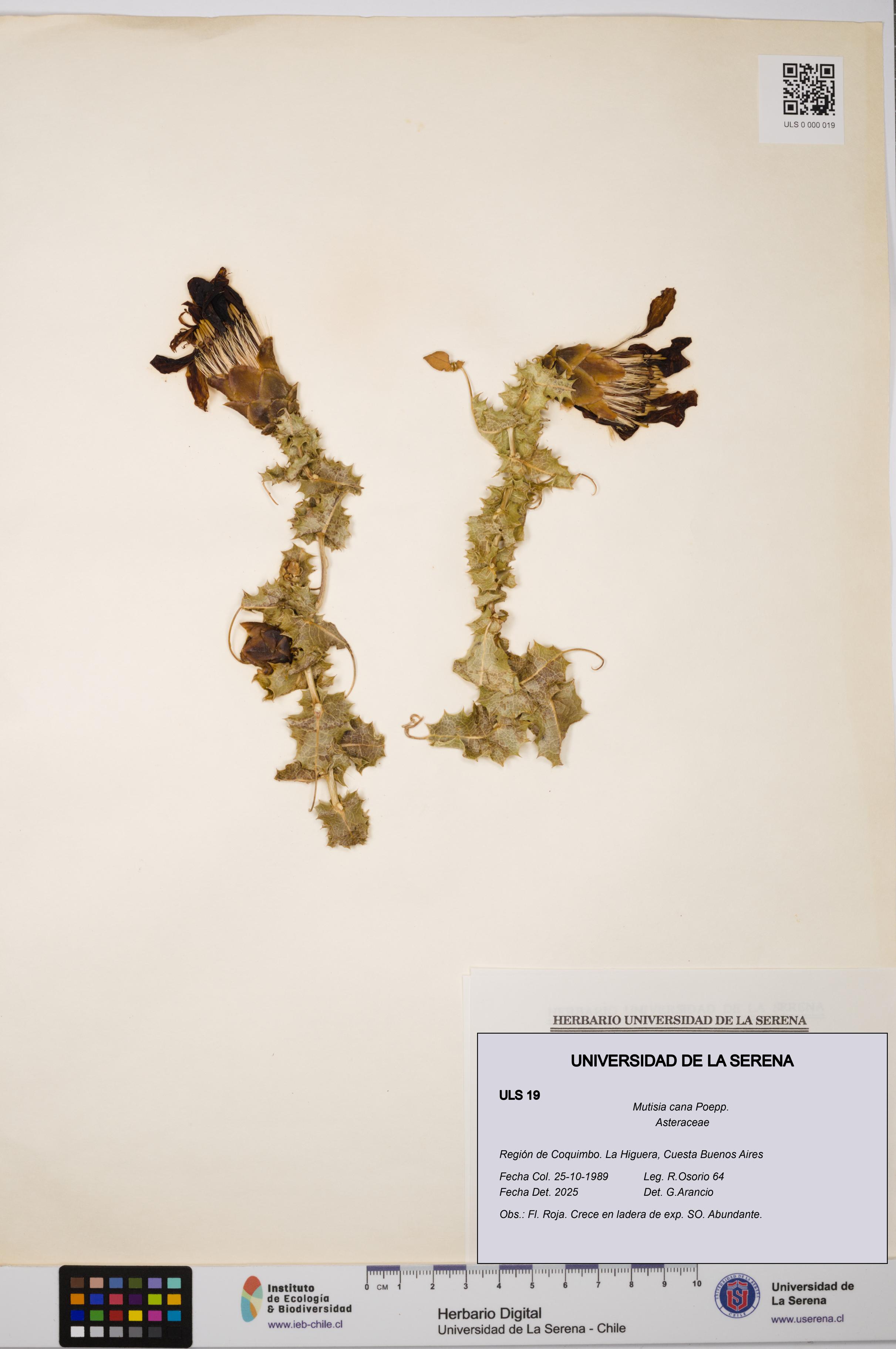 Mutisia cana [Espécimen: ULS:ULS:0000019]