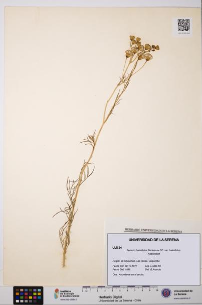 Senecio hakeifolius var. hakeifolius [Espécimen: ULS:ULS:0000024]