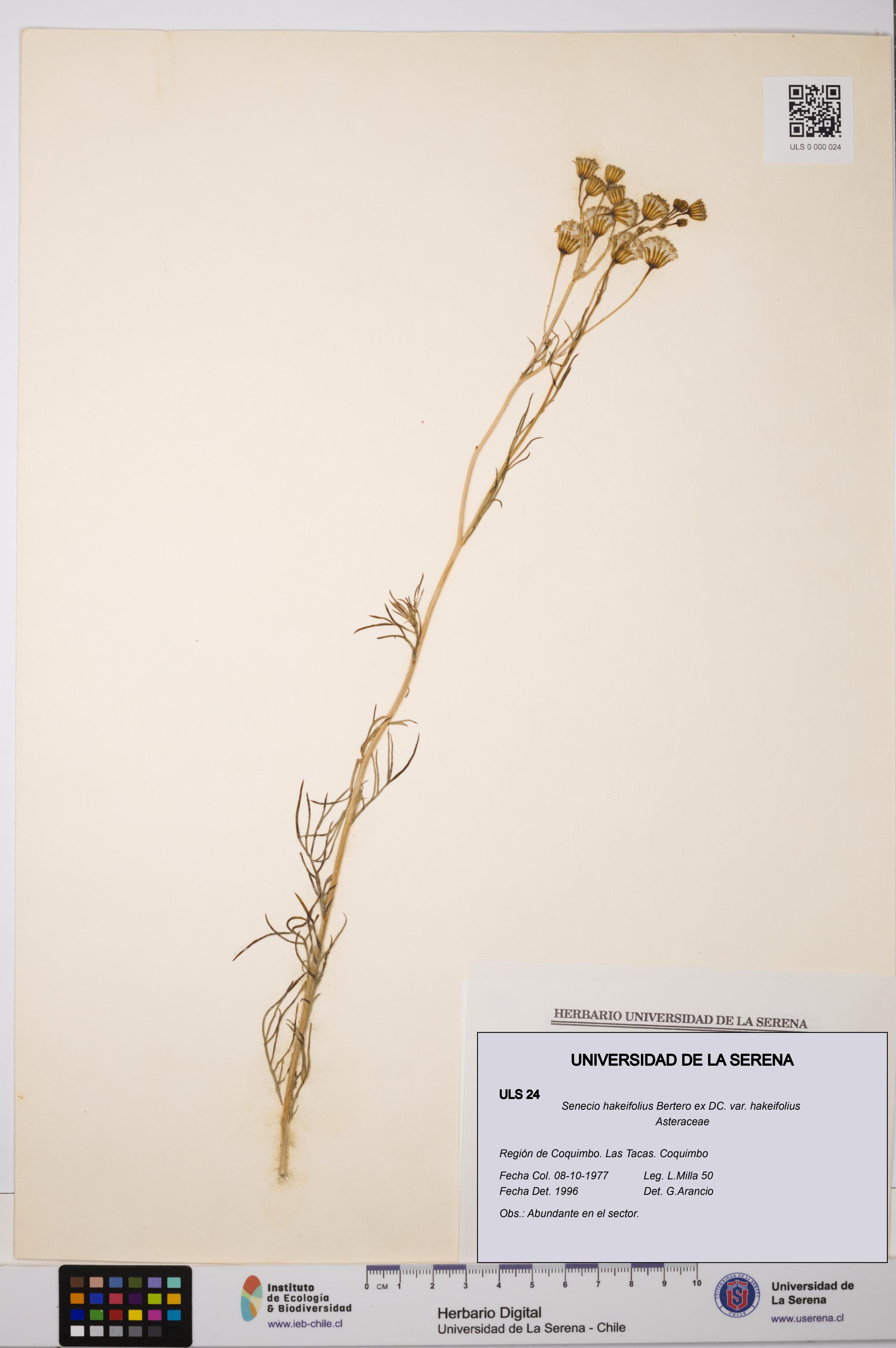 Senecio hakeifolius var. hakeifolius [Espécimen: ULS:ULS:0000024]