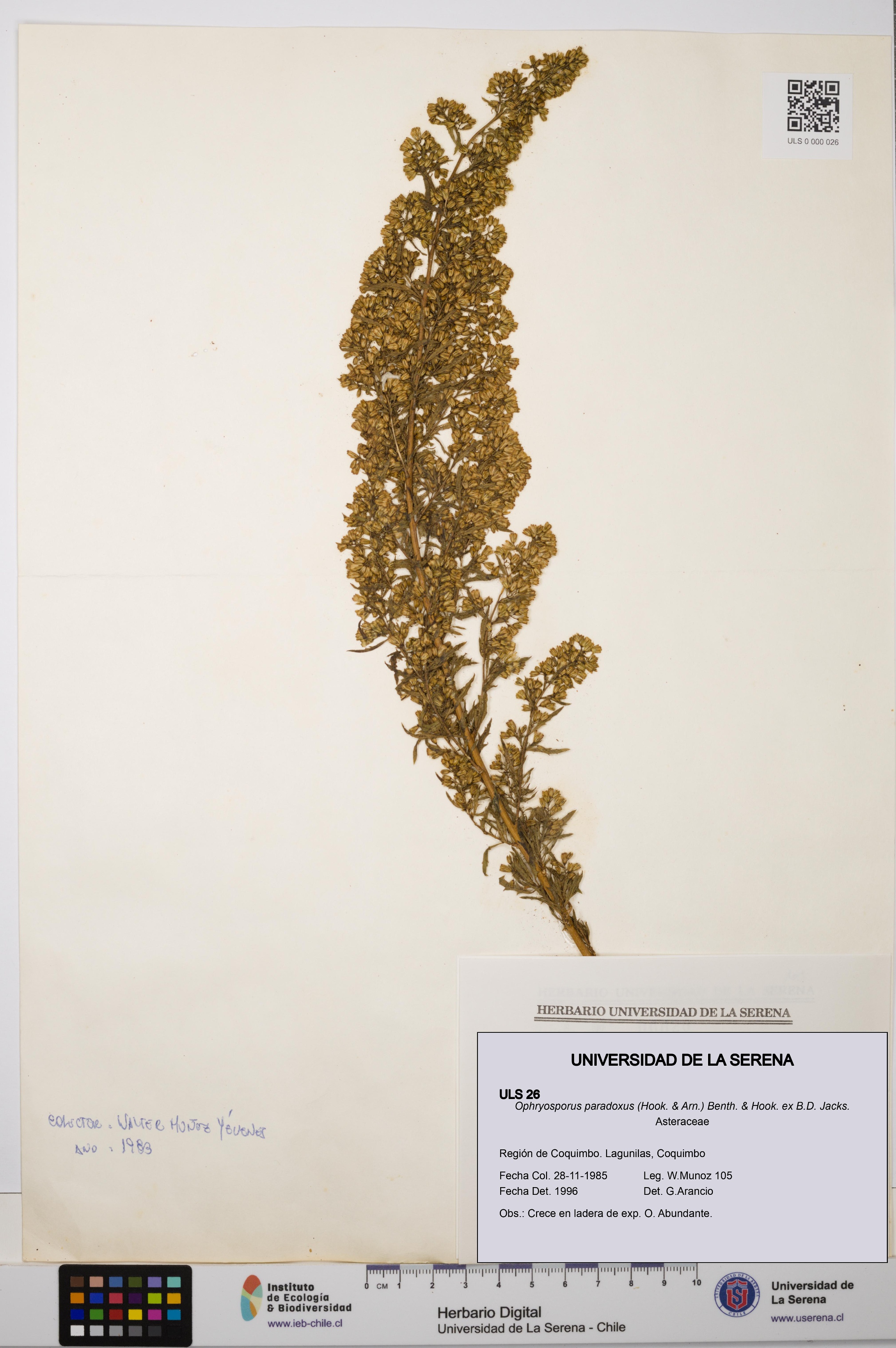 Ophryosporus paradoxus [Espécimen: ULS:ULS:0000026]