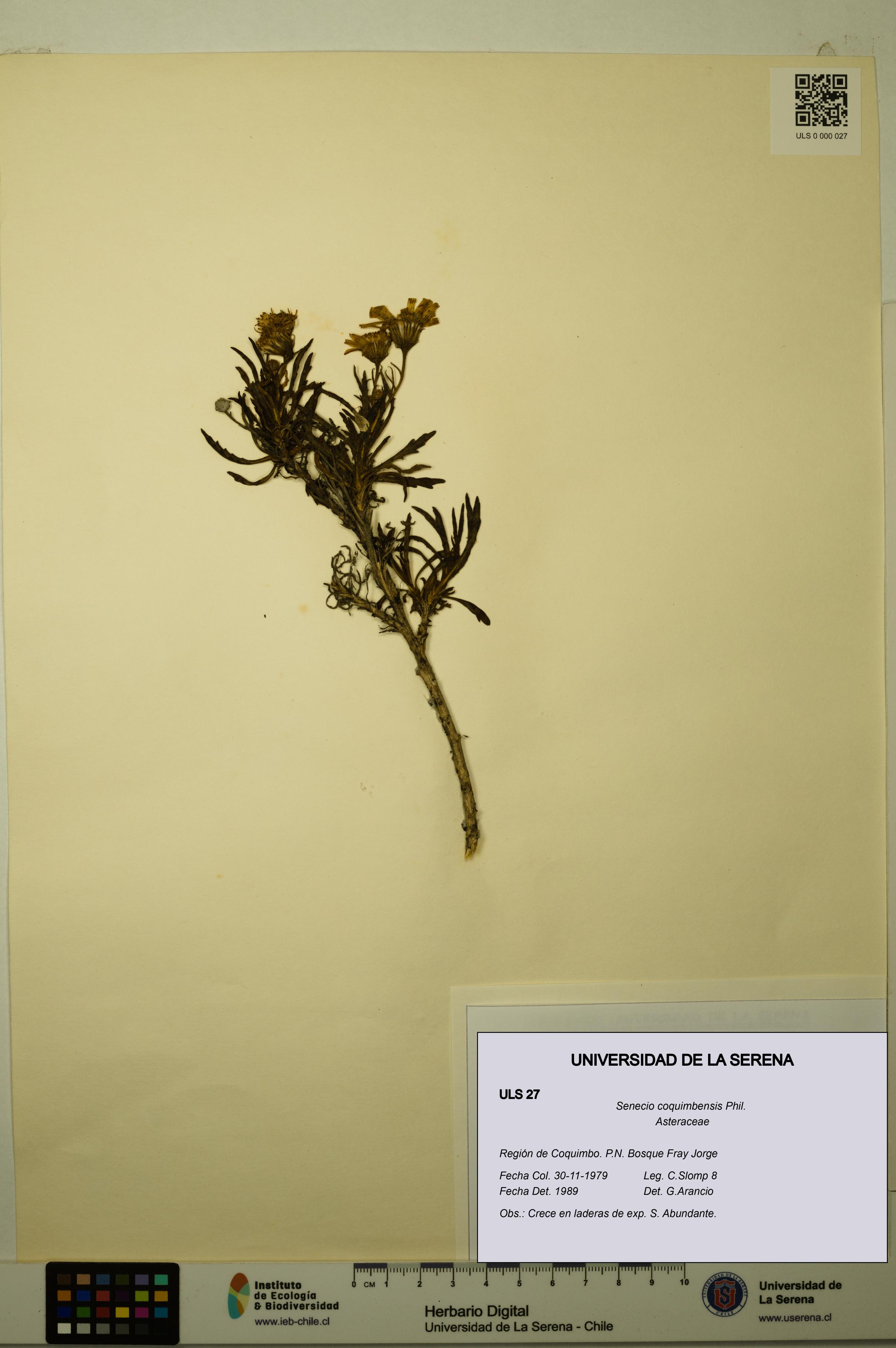 Senecio coquimbensis [Espécimen: ULS:ULS:0000027]