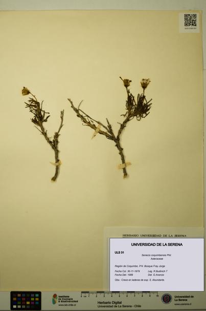 Senecio coquimbensis [Espécimen: ULS:ULS:0000031]