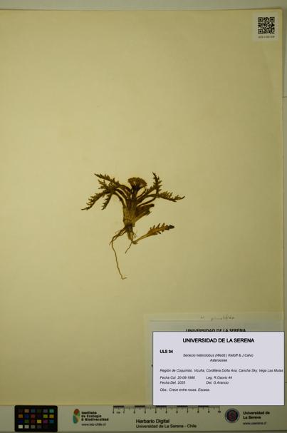 Senecio heterolobus [Espécimen: ULS:ULS:0000034]
