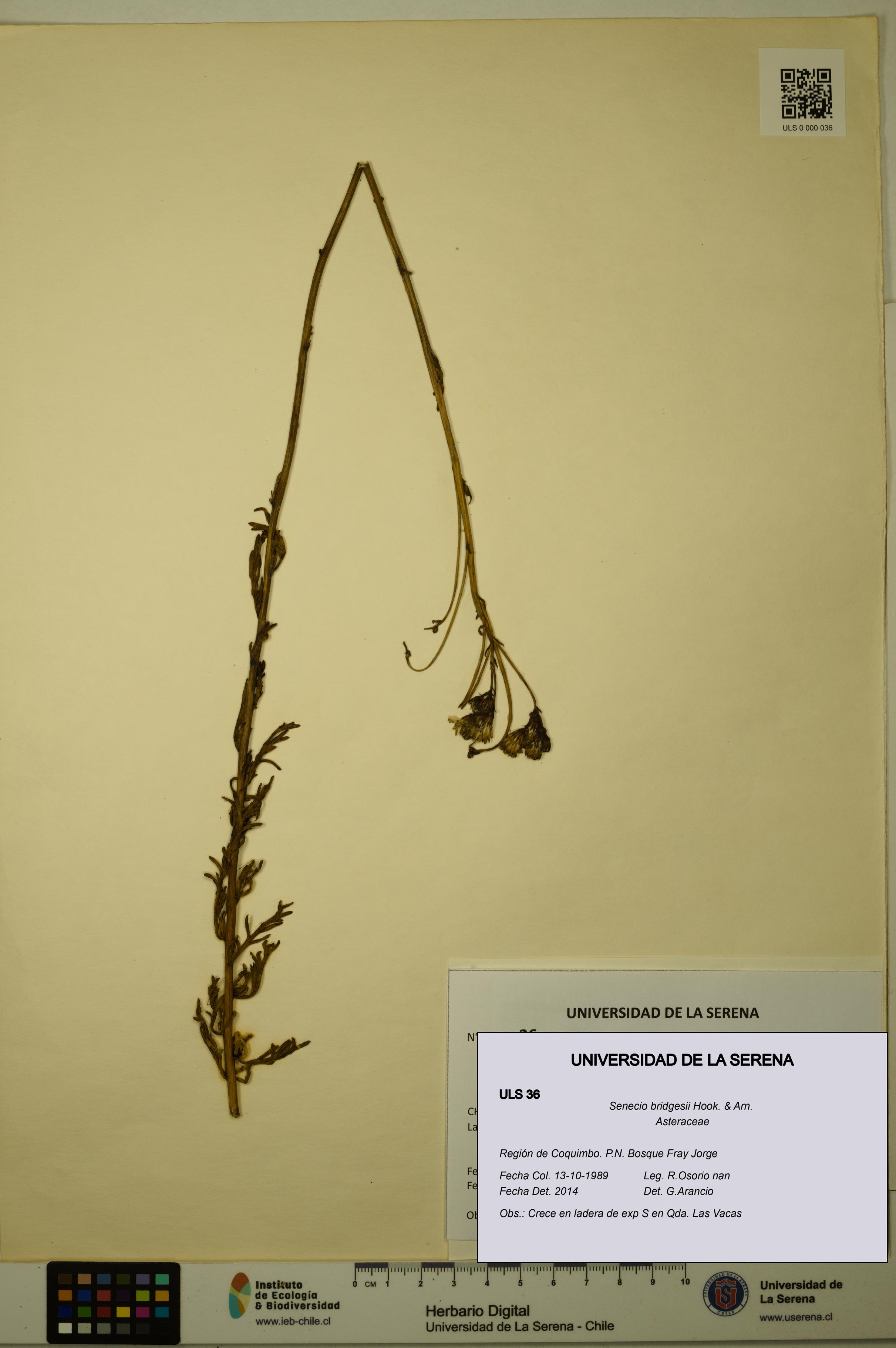 Senecio bridgesii [Espécimen: ULS:ULS:0000036]