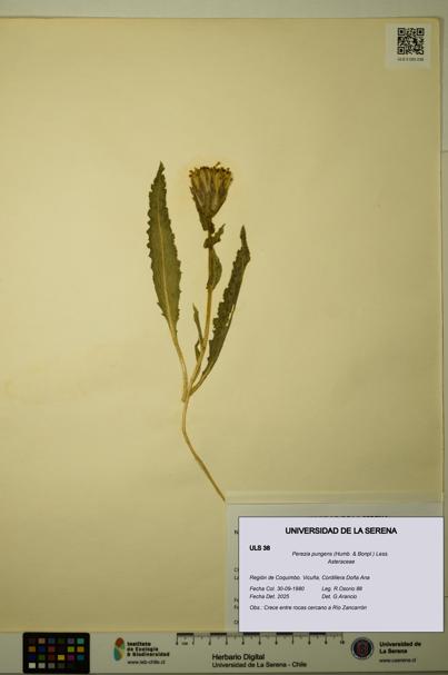 Perezia pungens [Espécimen: ULS:ULS:0000038]