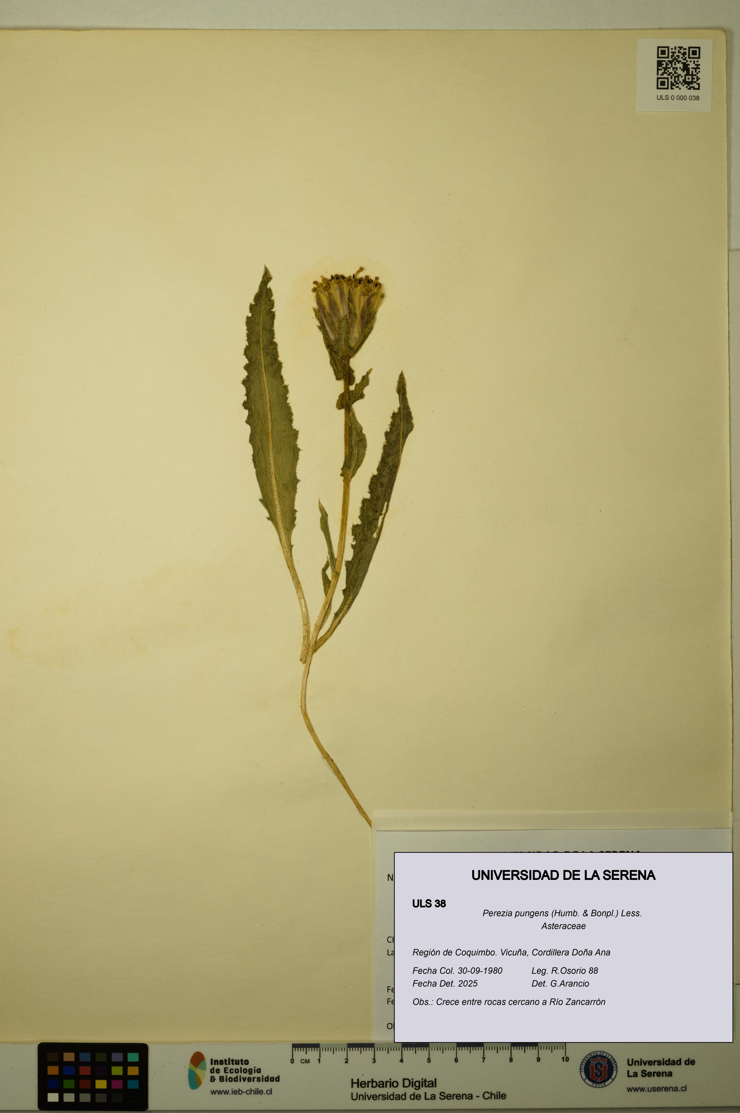 Perezia pungens [Espécimen: ULS:ULS:0000038]