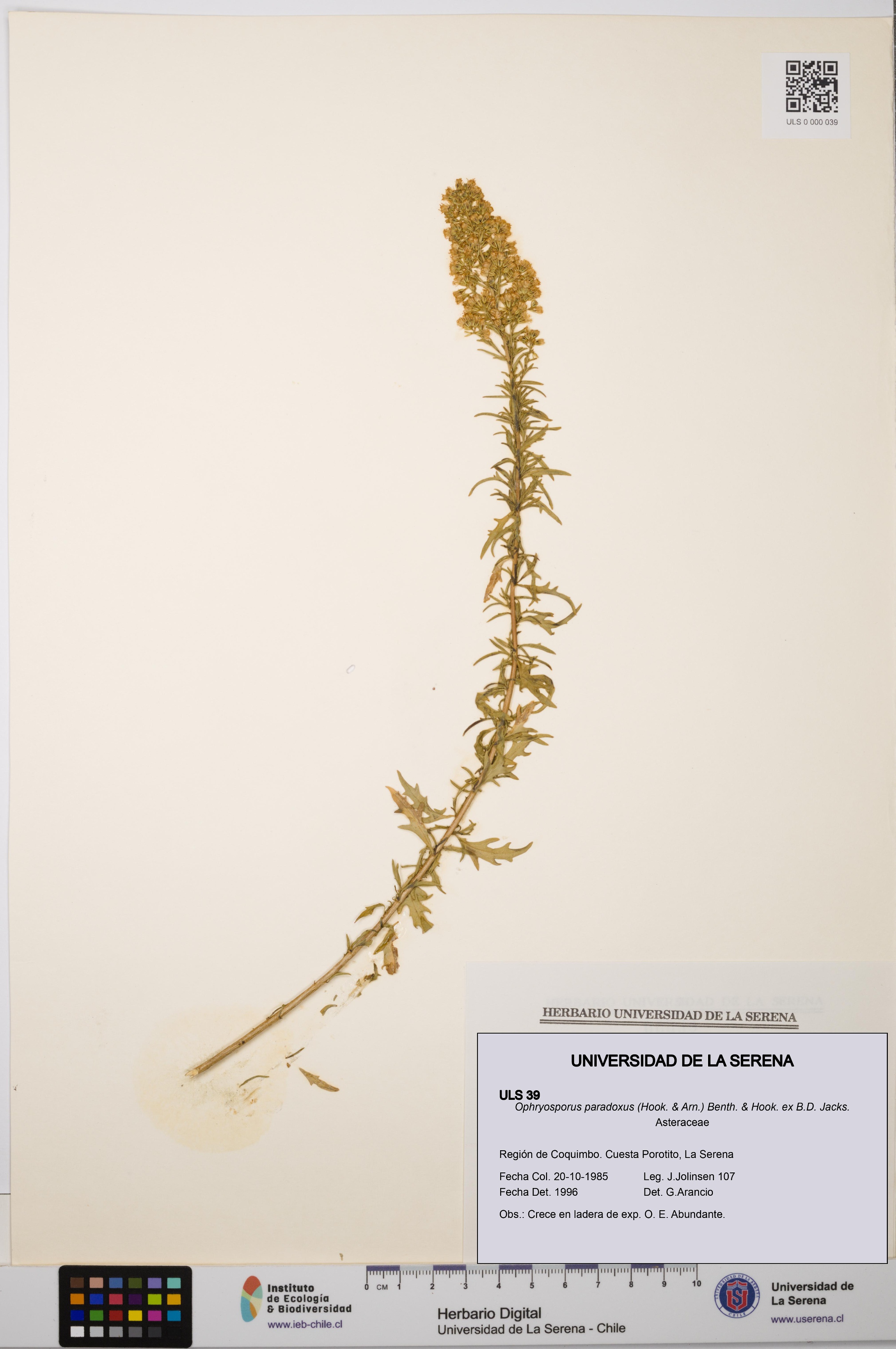 Ophryosporus paradoxus [Espécimen: ULS:ULS:0000039]