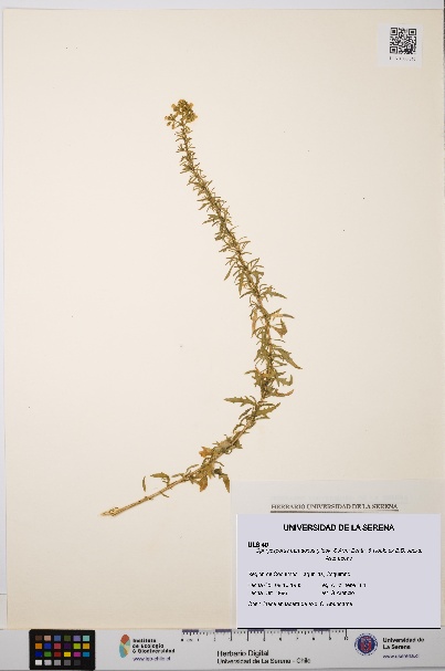 Ophryosporus paradoxus [Espécimen: ULS:ULS:0000040]