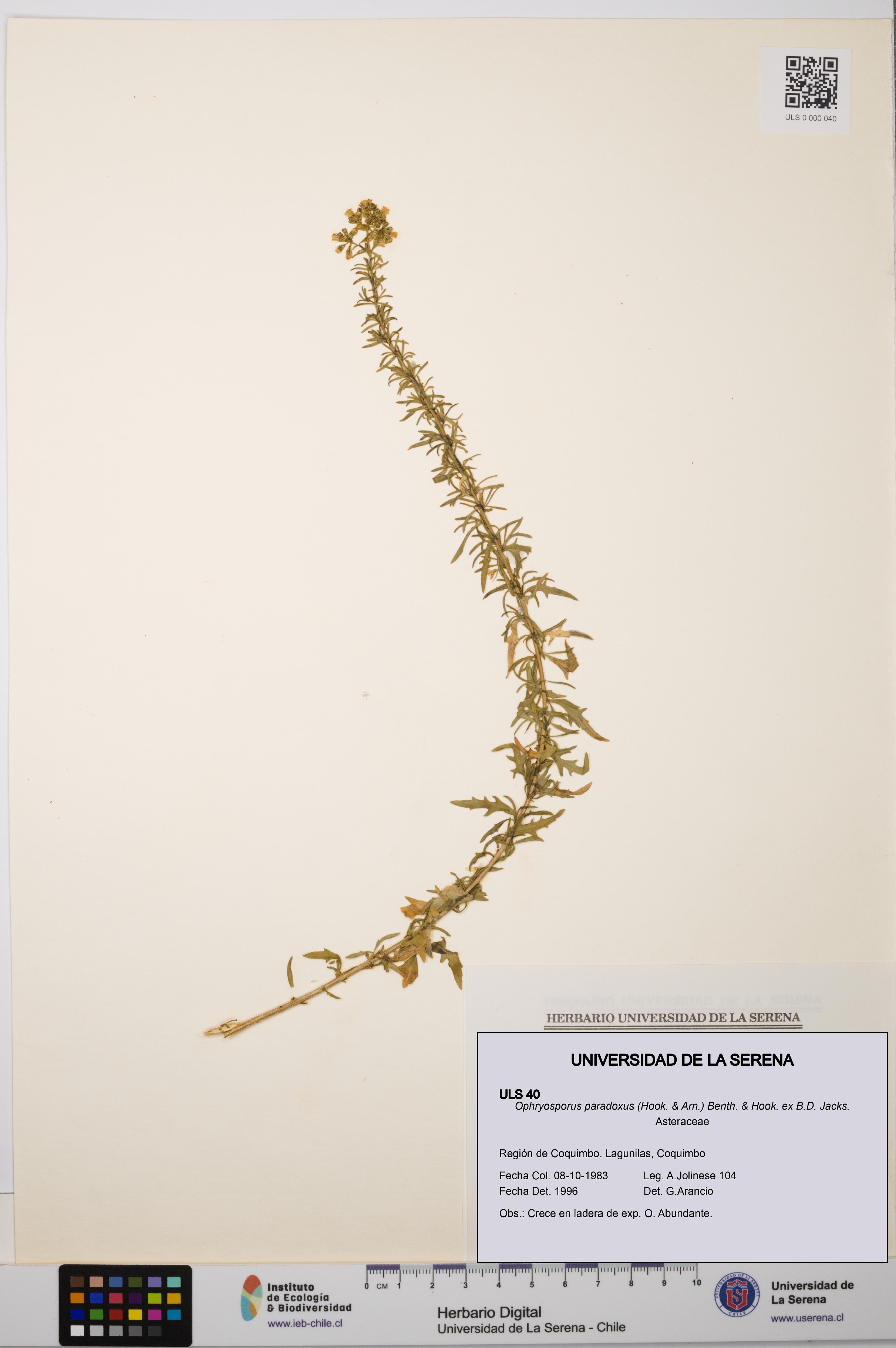 Ophryosporus paradoxus [Espécimen: ULS:ULS:0000040]