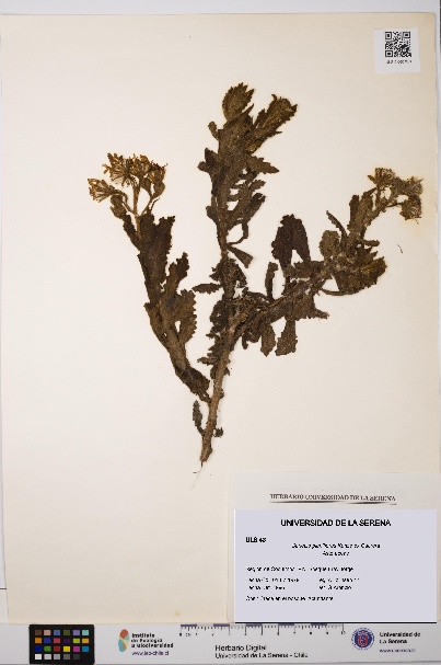 Senecio planiflorus [Espécimen: ULS:ULS:0000043]