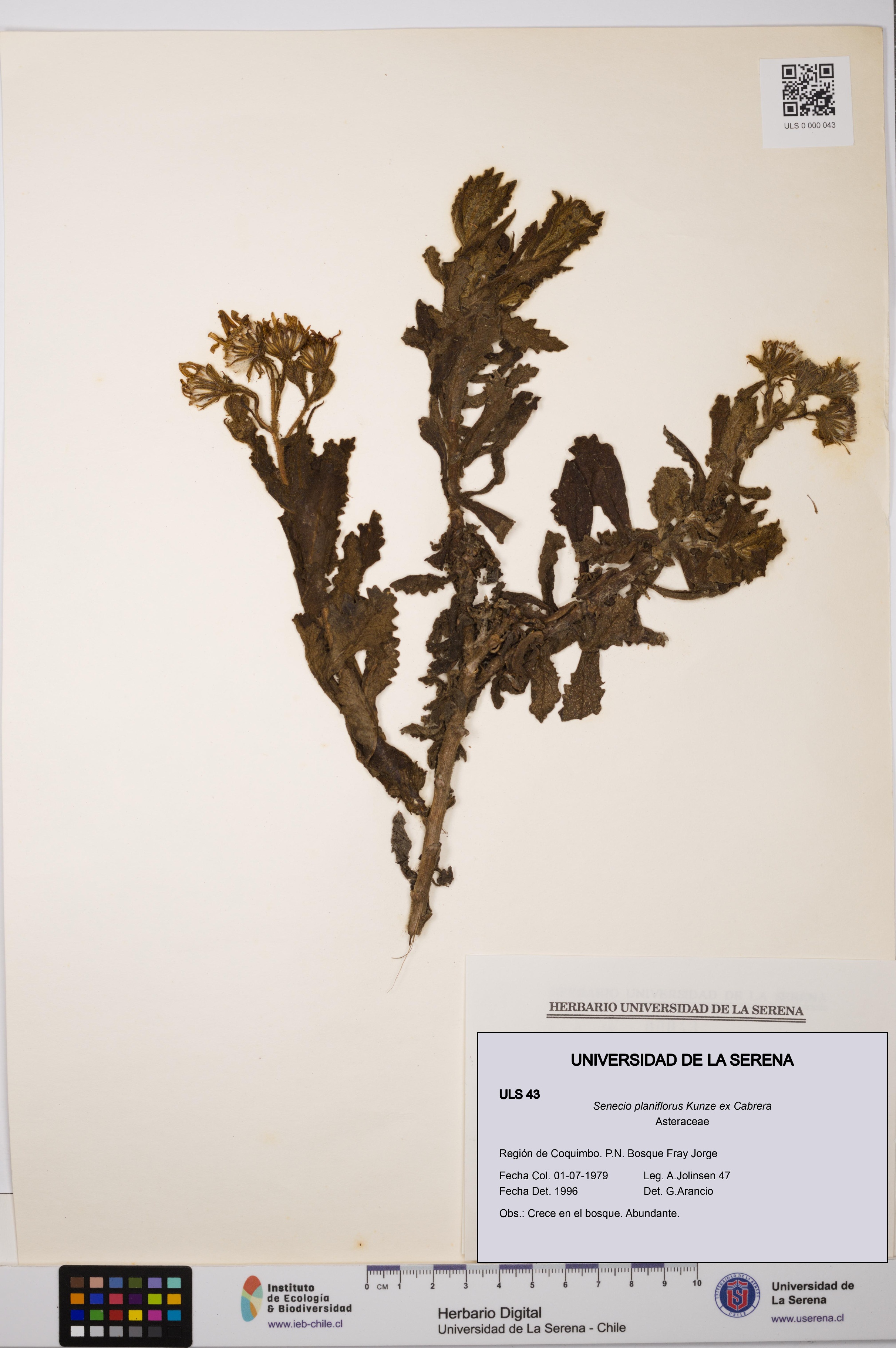 Senecio planiflorus [Espécimen: ULS:ULS:0000043]