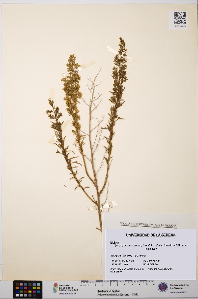 Ophryosporus paradoxus [Espécimen: ULS:ULS:0000047]