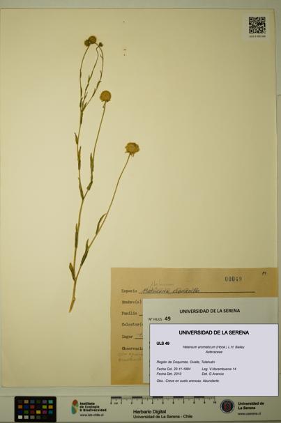 Helenium aromaticum [Espécimen: ULS:ULS:0000049]