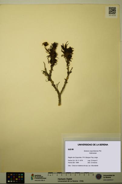 Senecio coquimbensis [Espécimen: ULS:ULS:0000055]
