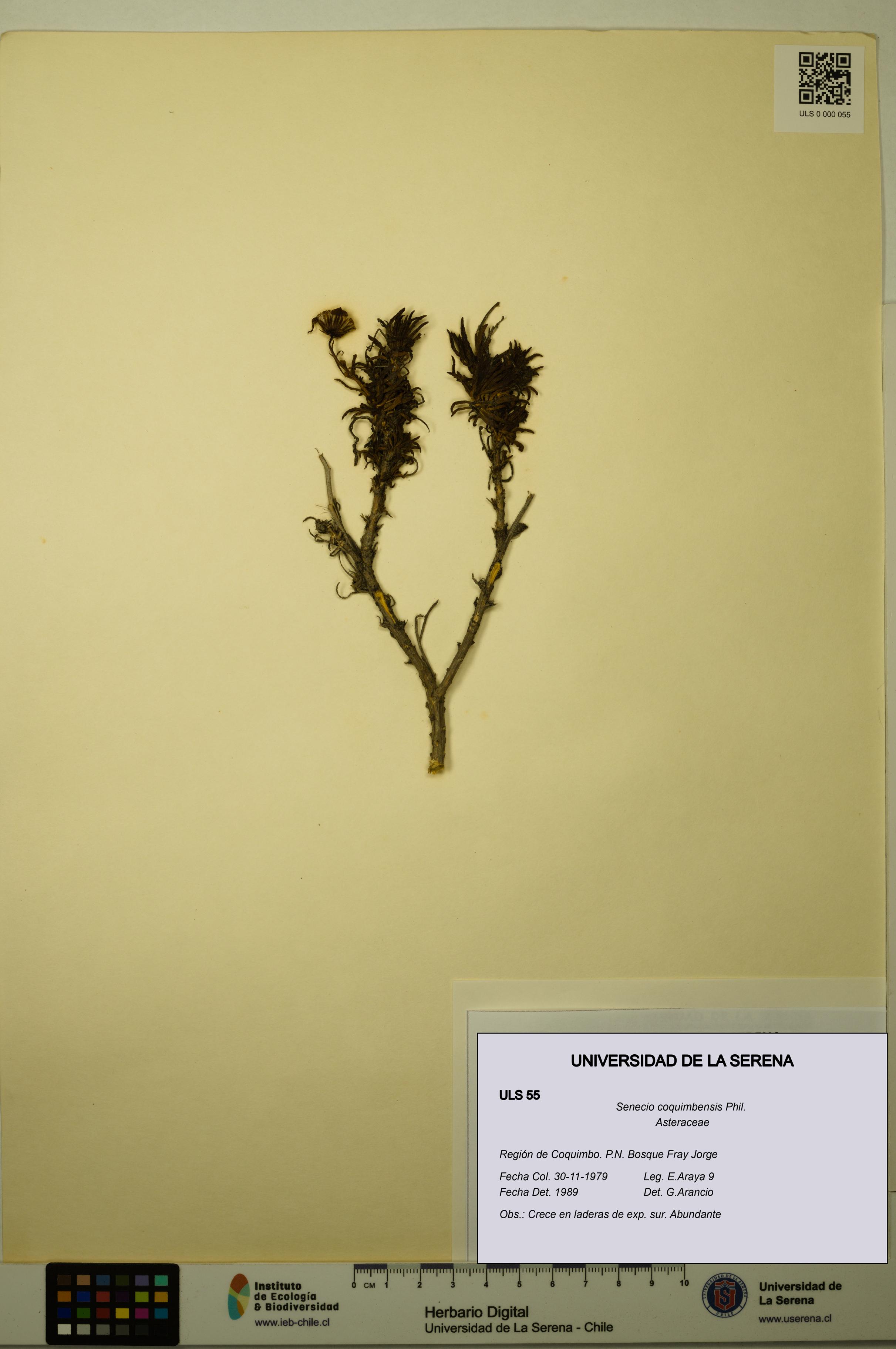Senecio coquimbensis [Espécimen: ULS:ULS:0000055]