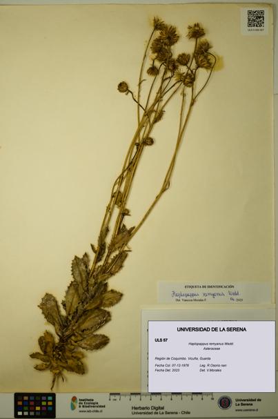 Haplopappus remyanus [Espécimen: ULS:ULS:0000057]