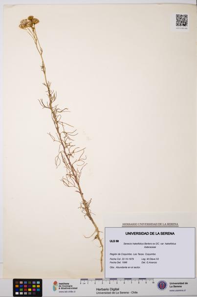 Senecio hakeifolius var. hakeifolius [Espécimen: ULS:ULS:0000058]
