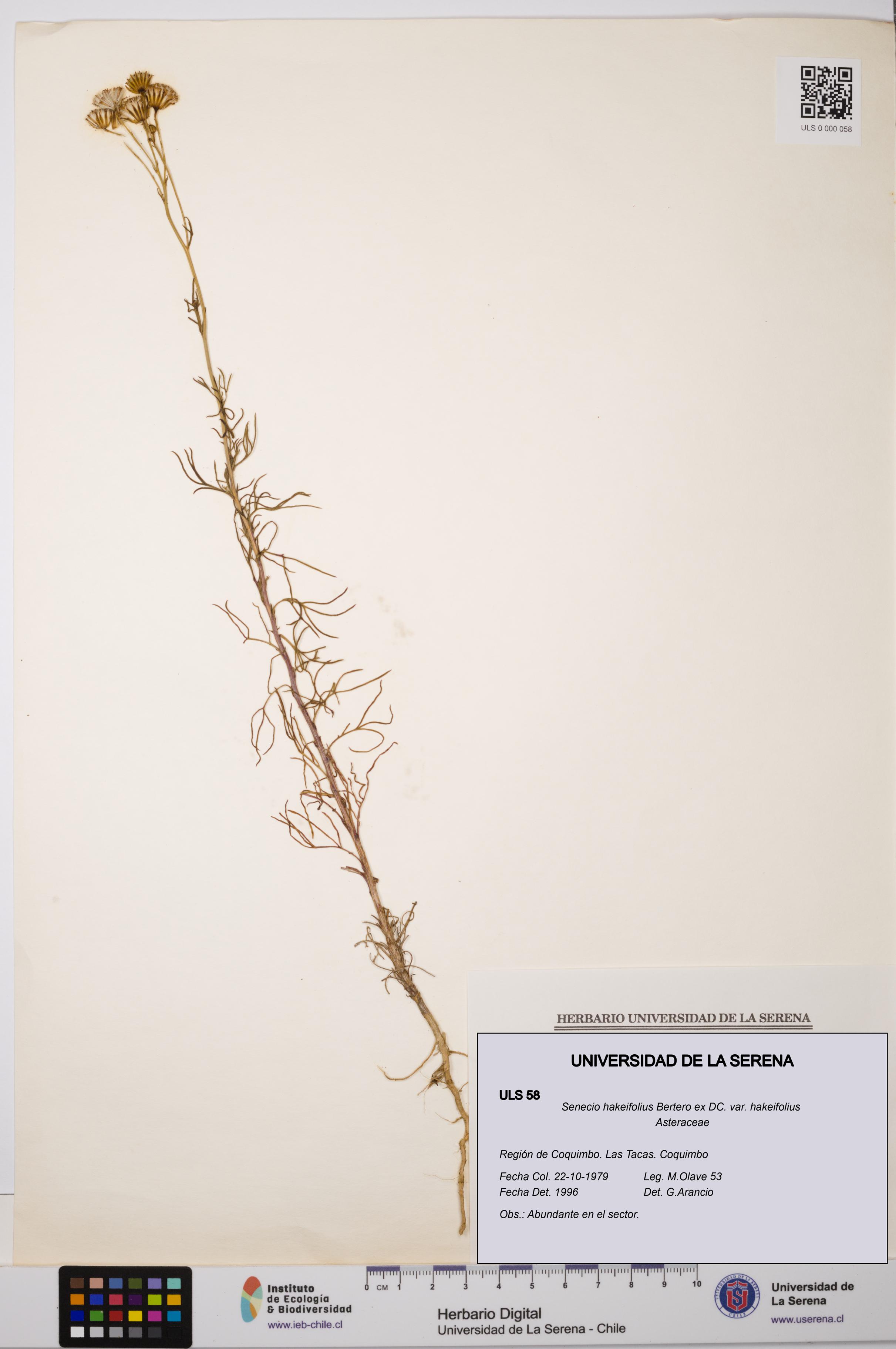 Senecio hakeifolius var. hakeifolius [Espécimen: ULS:ULS:0000058]