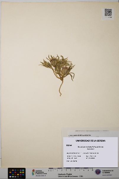 Doniophyton weddellii [Espécimen: ULS:ULS:0000059]