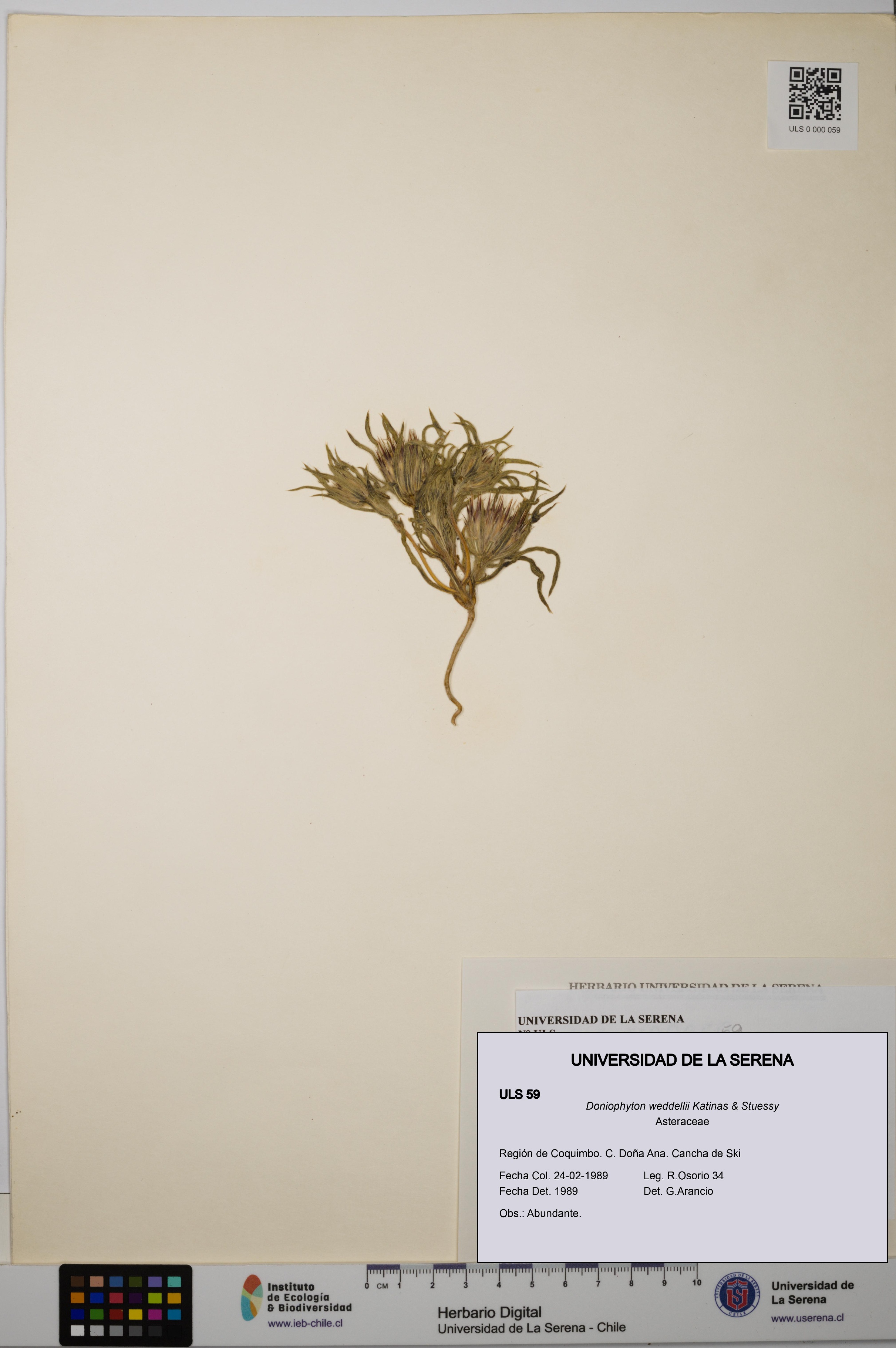 Doniophyton weddellii [Espécimen: ULS:ULS:0000059]