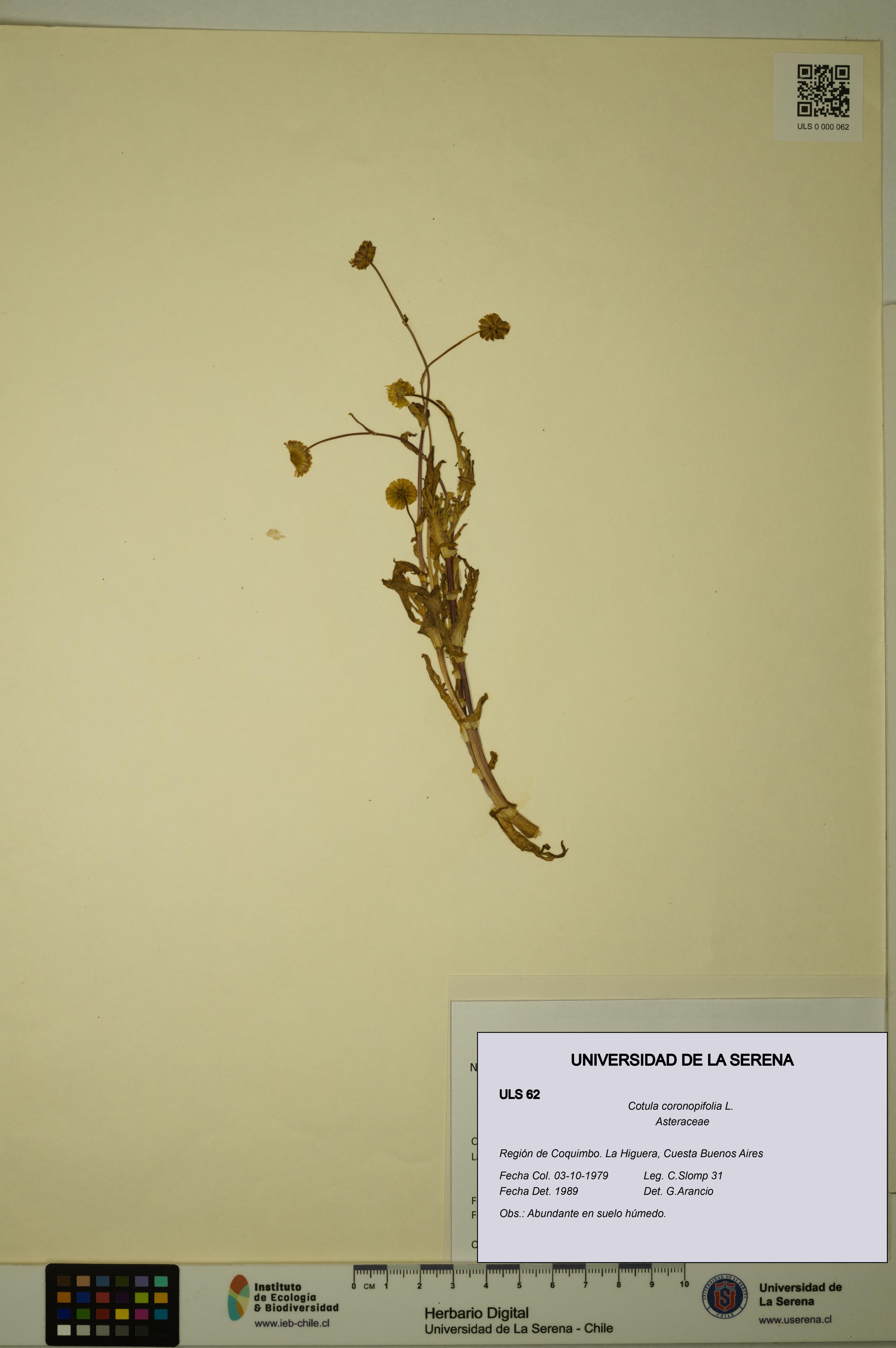 Cotula coronopifolia [Espécimen: ULS:ULS:0000062]