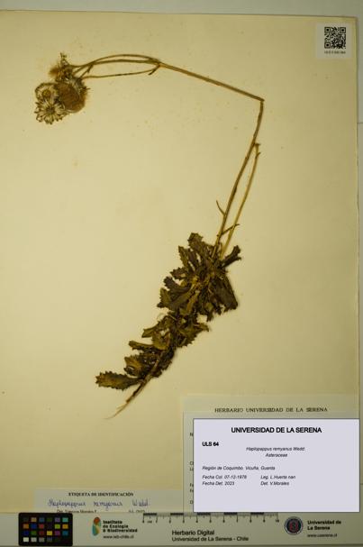 Haplopappus remyanus [Espécimen: ULS:ULS:0000064]