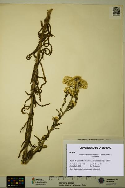 Pseudognaphalium gayanum [Espécimen: ULS:ULS:0000065]