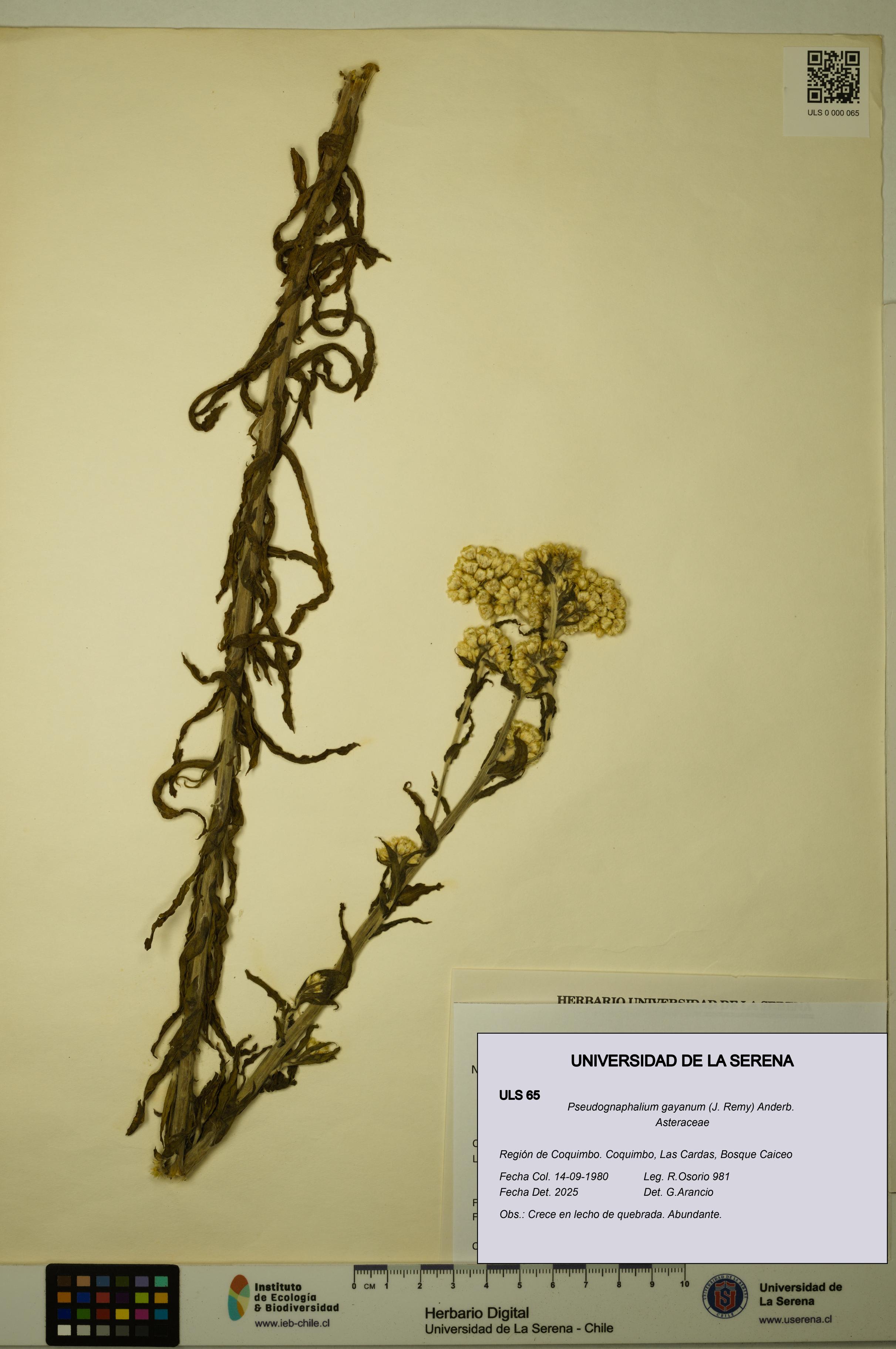 Pseudognaphalium gayanum [Espécimen: ULS:ULS:0000065]