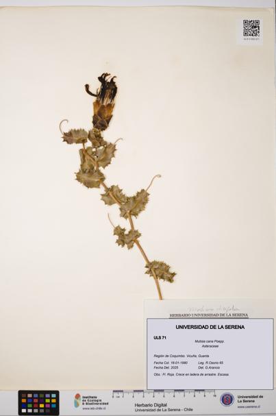 Mutisia cana [Espécimen: ULS:ULS:0000071]