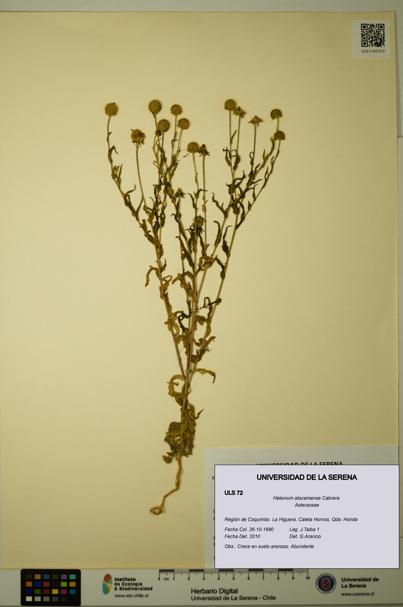 Helenium atacamense [Espécimen: ULS:ULS:0000072]