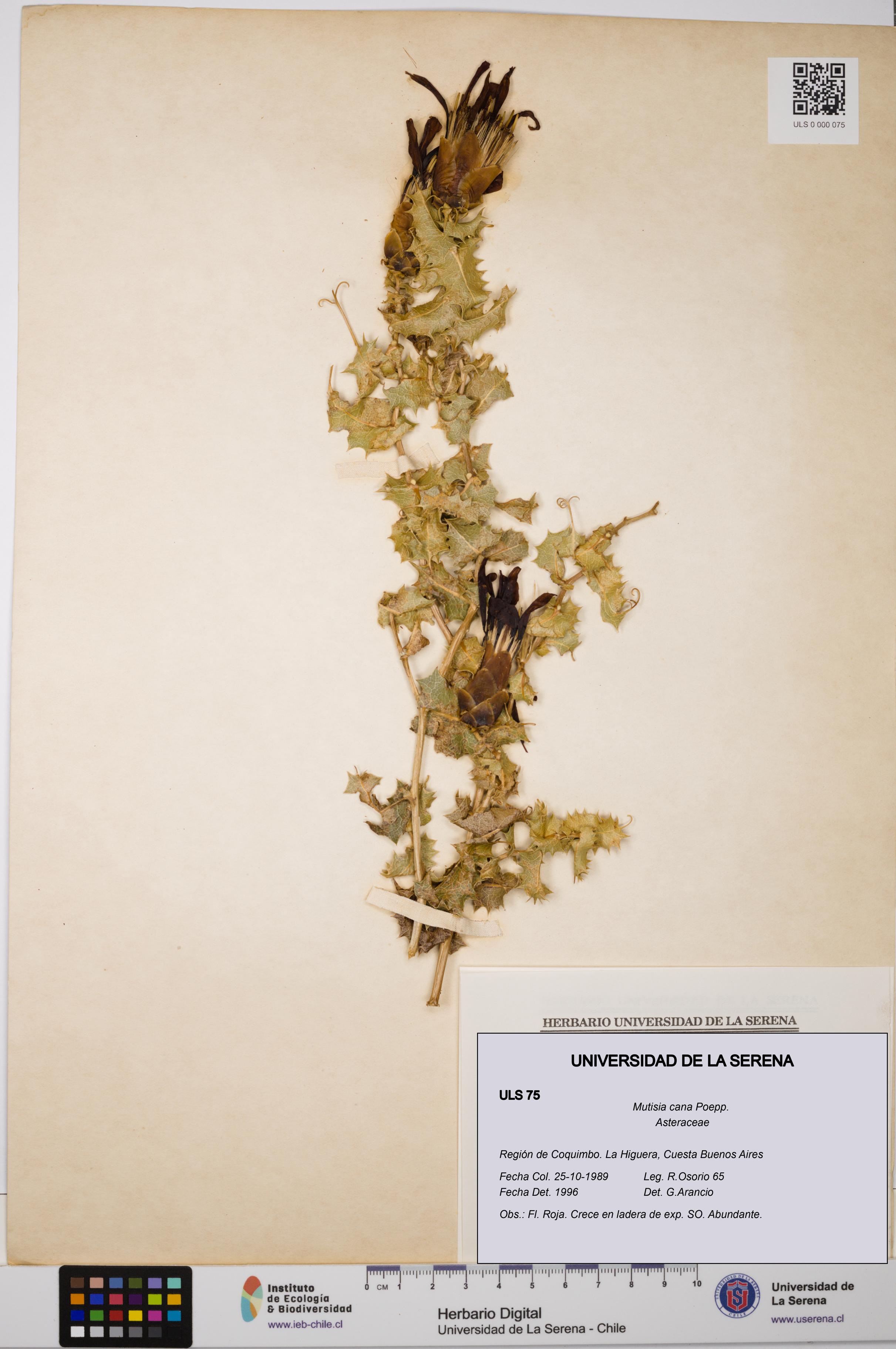 Mutisia cana [Espécimen: ULS:ULS:0000075]