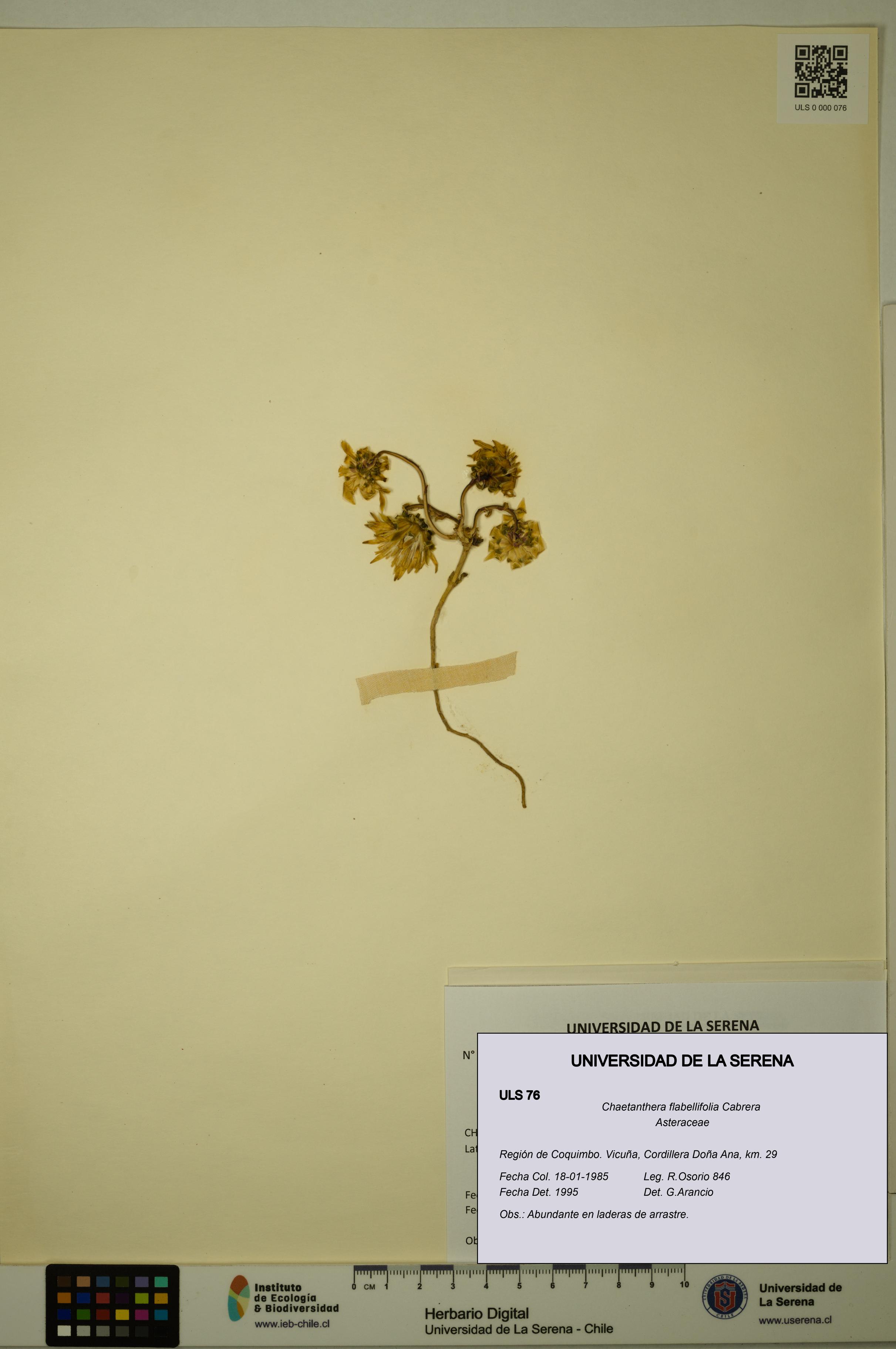 Chaetanthera flabellifolia [Espécimen: ULS:ULS:0000076]