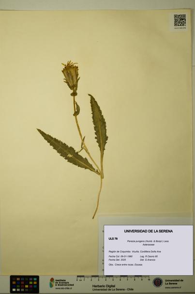 Perezia pungens [Espécimen: ULS:ULS:0000078]