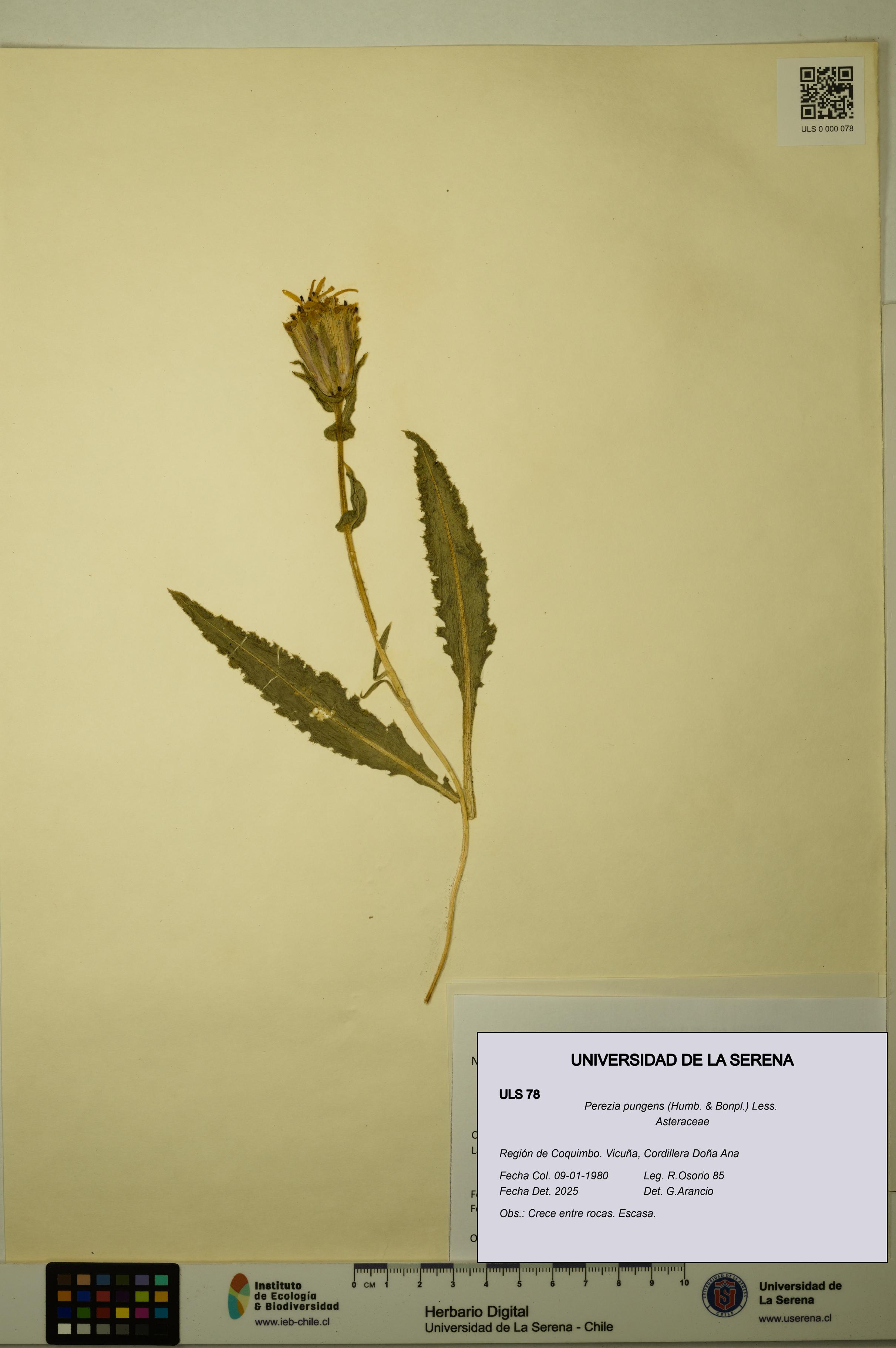 Perezia pungens [Espécimen: ULS:ULS:0000078]
