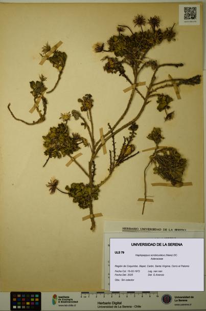 Haplopappus scrobiculatus [Espécimen: ULS:ULS:0000079]