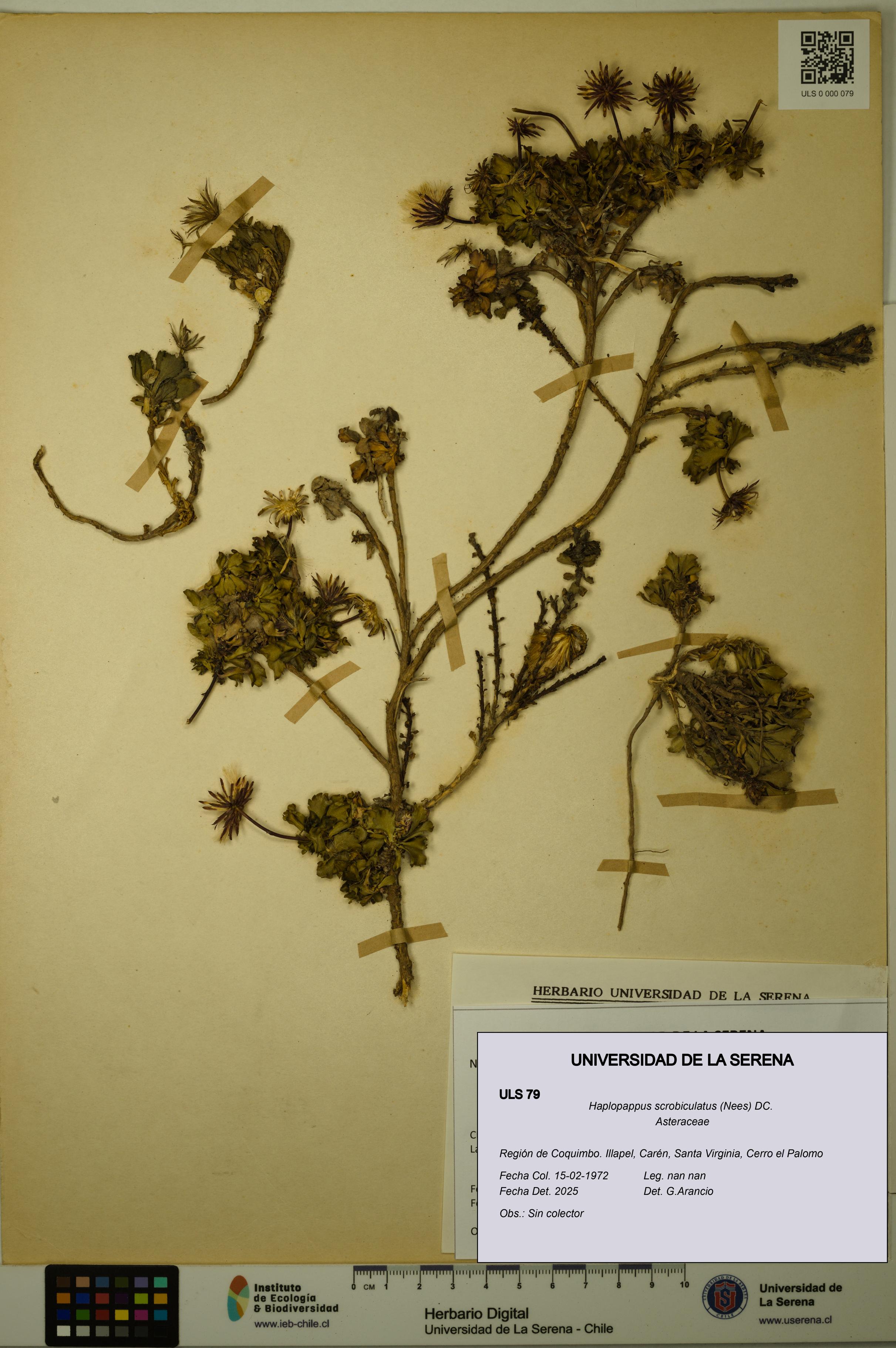 Haplopappus scrobiculatus [Espécimen: ULS:ULS:0000079]